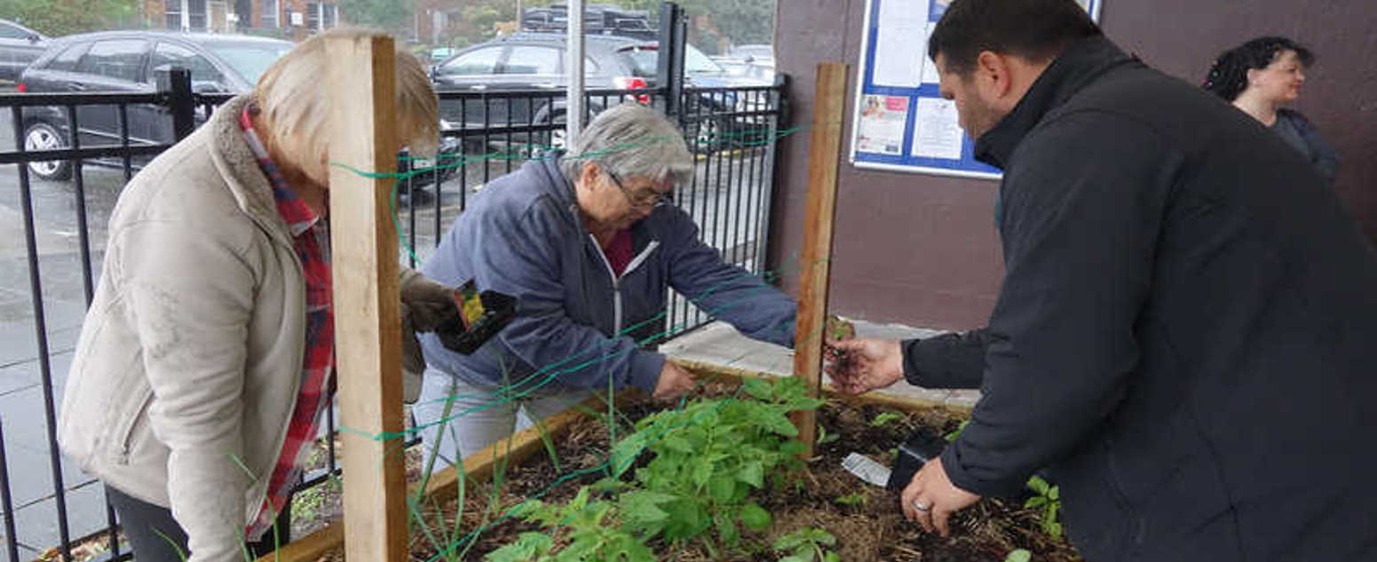 Community vege gardening 