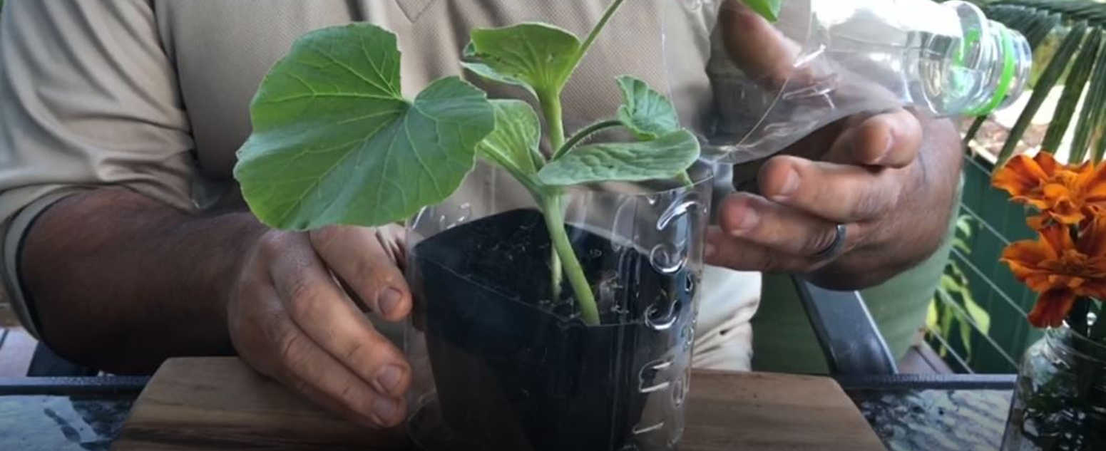 plant in a cup 