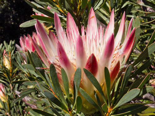 protea close up thumbnail 