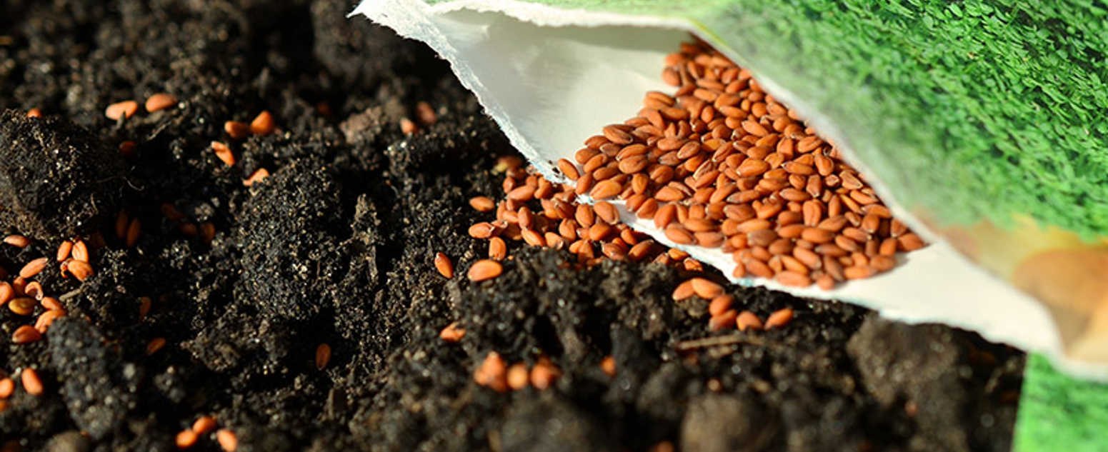 plant seeds close up 