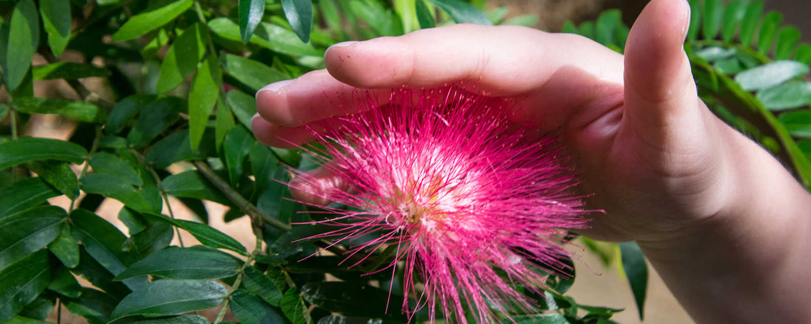 sensory pink flower close up 