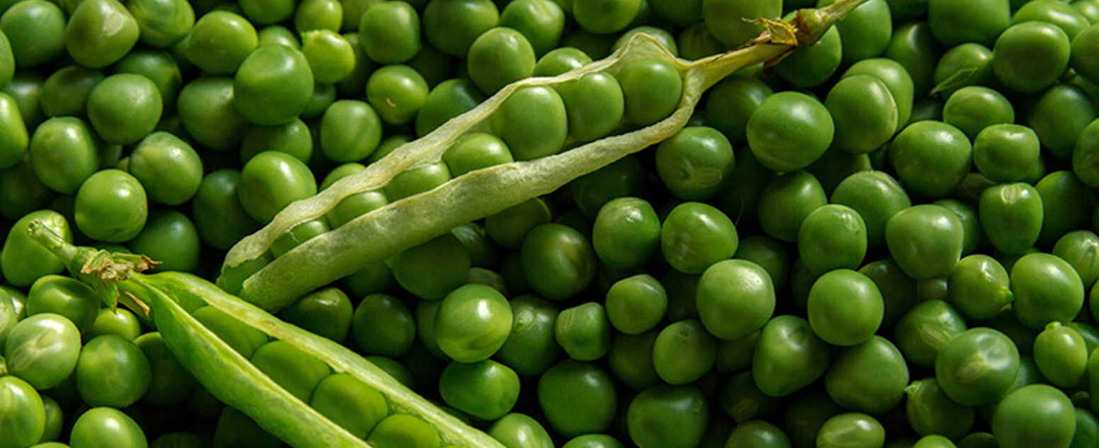 snow peas close up