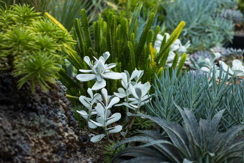 spring garden plants 