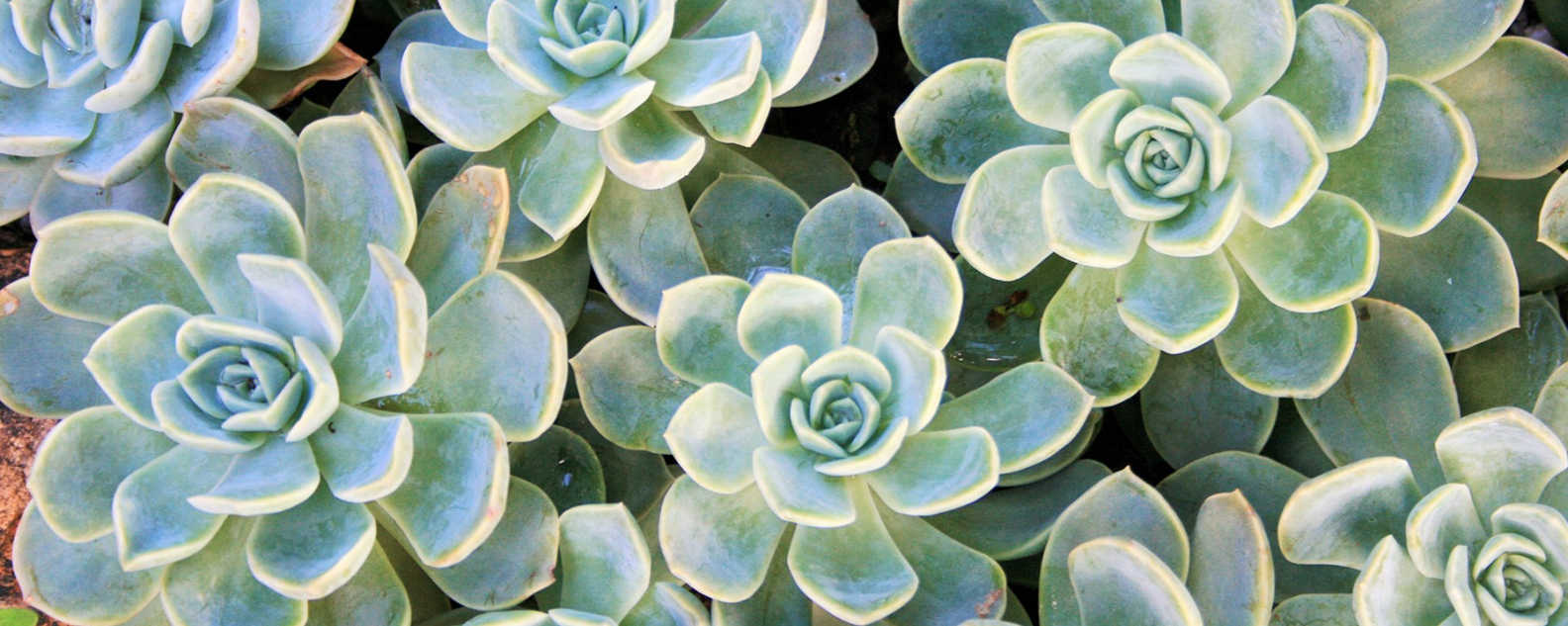 Succulent  garden hero