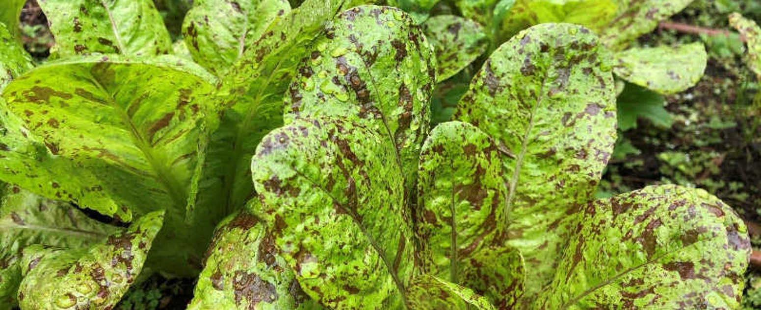 summer lettuce