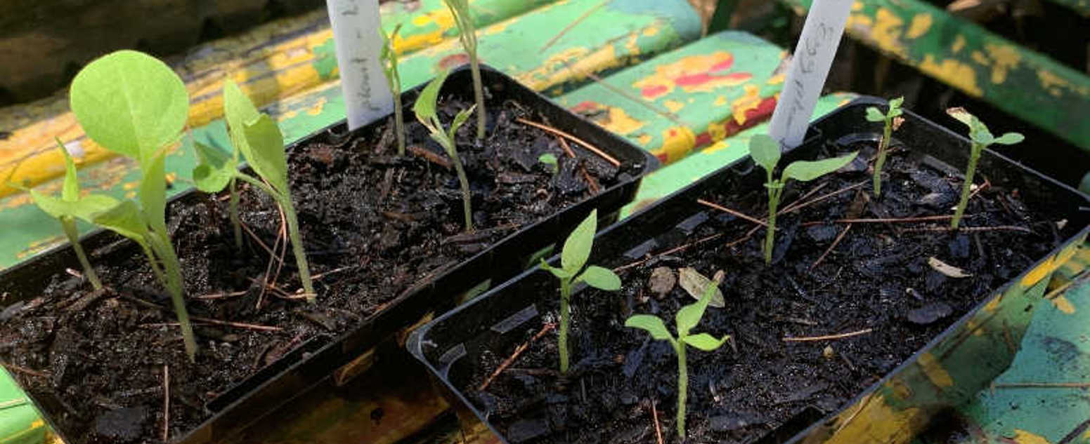 summer seed planting