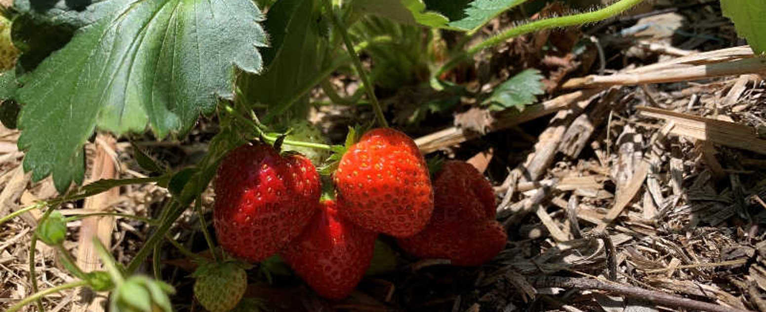 summer strawberries 