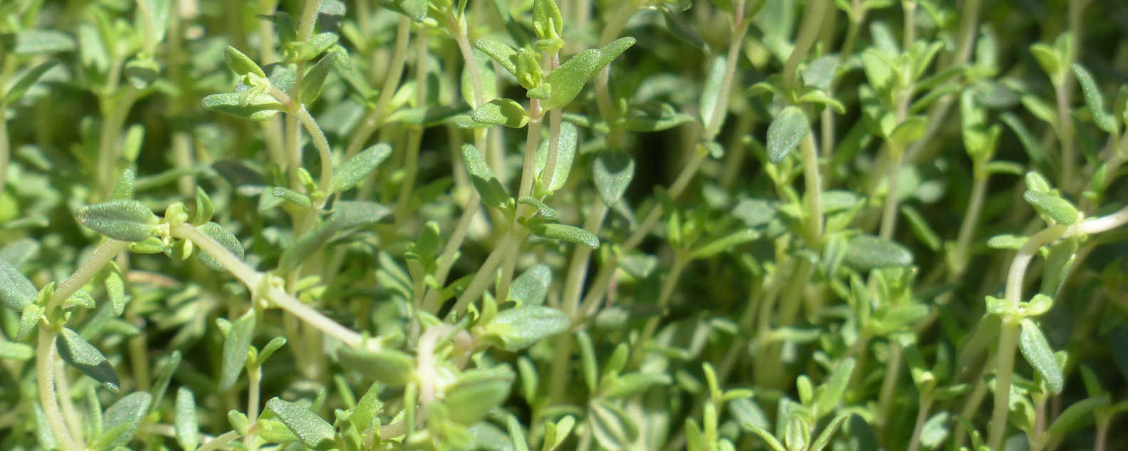 green thyme close up 
