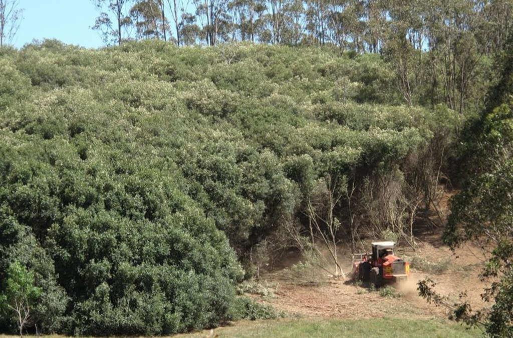 Tree cutting at the ABG