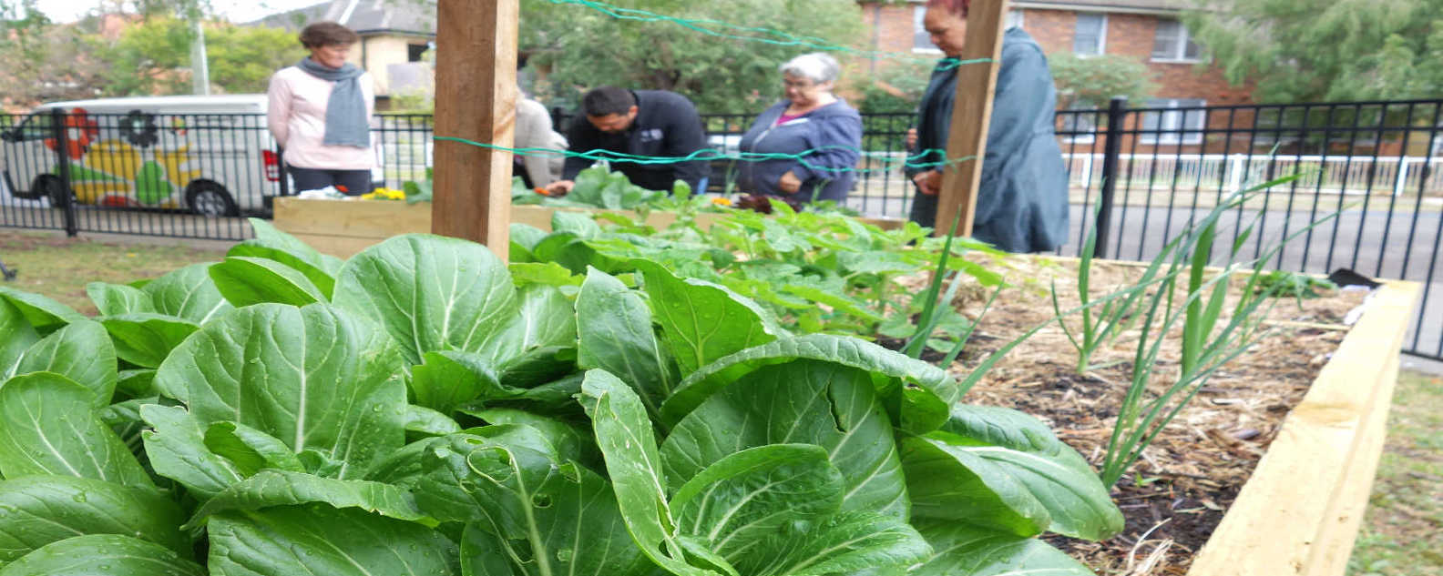 vege garden cabbage hero
