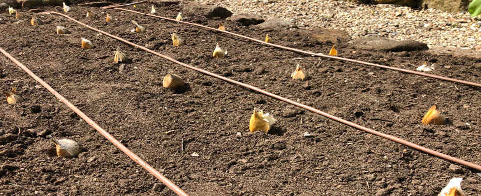 garlic seeds garden patch