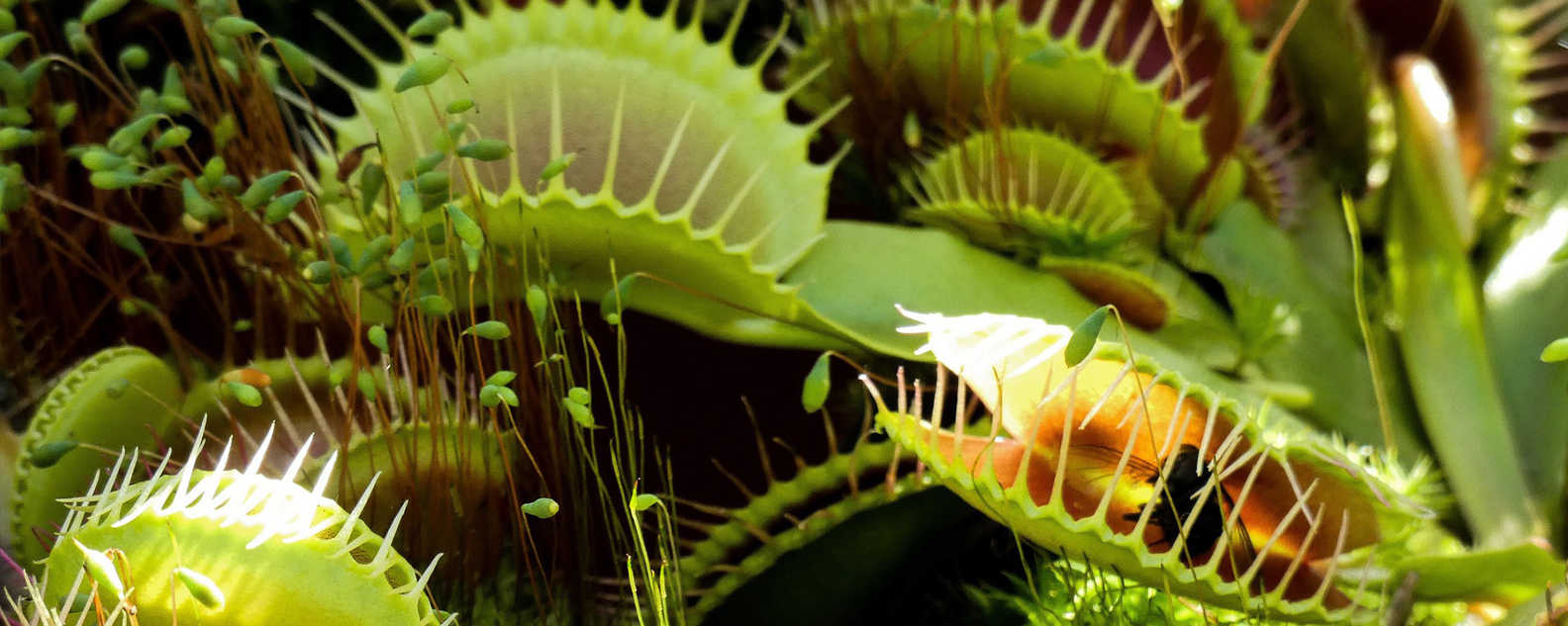 venus fly trap hero 