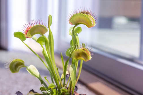 venus fly trap thumbnail 