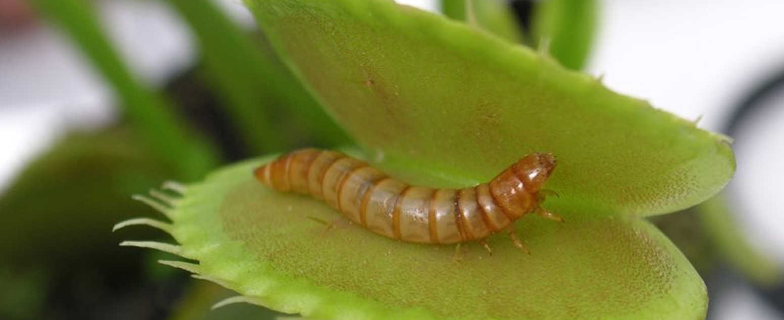 venus worm in fly trap