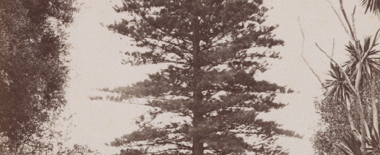 Wishing tree 1880