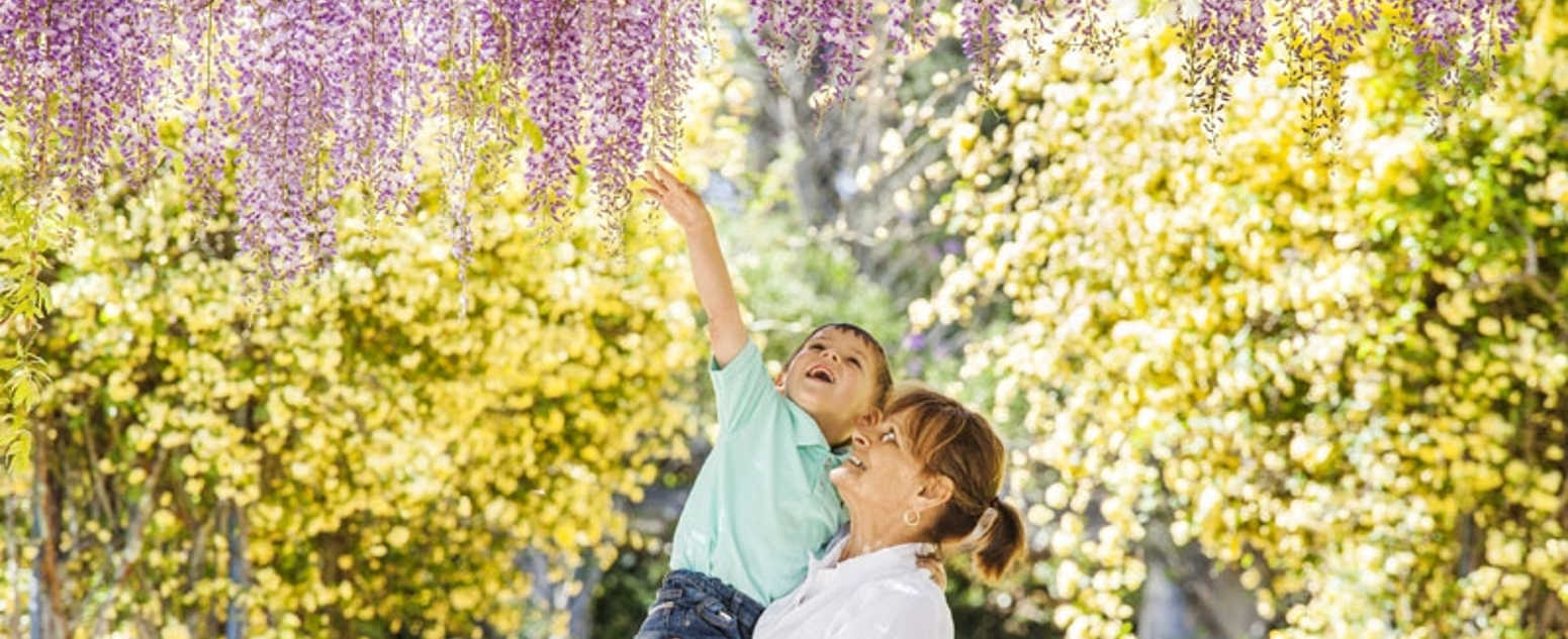 garden wisteria close up