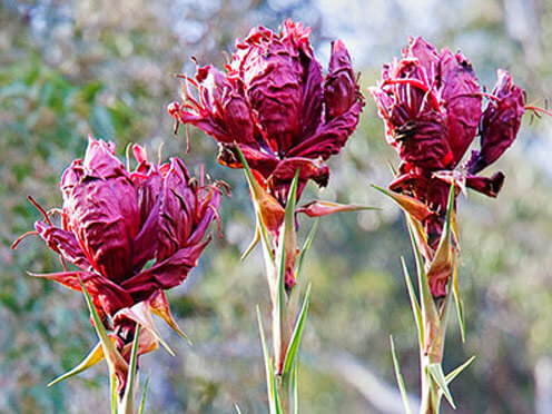 Three native Gymea Lilies (Doryanthes excelsa) in flower 