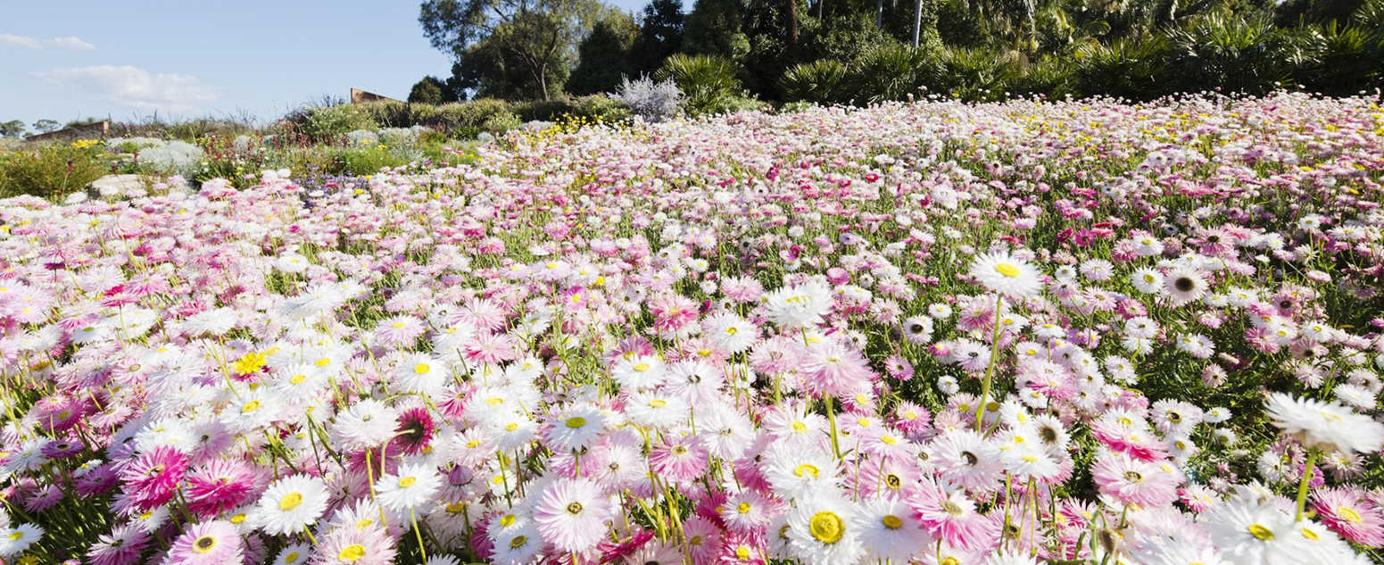 Mount Annan's spectacular paper daisies unveiled | Botanic Gardens of Sydney