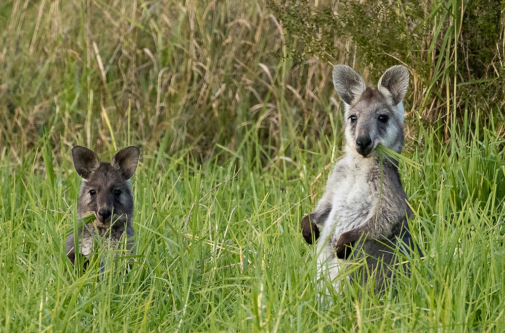 two kangaroos in long grass