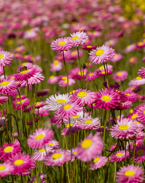 pink paper daisies at Australian Botanic Garden Mount Annan