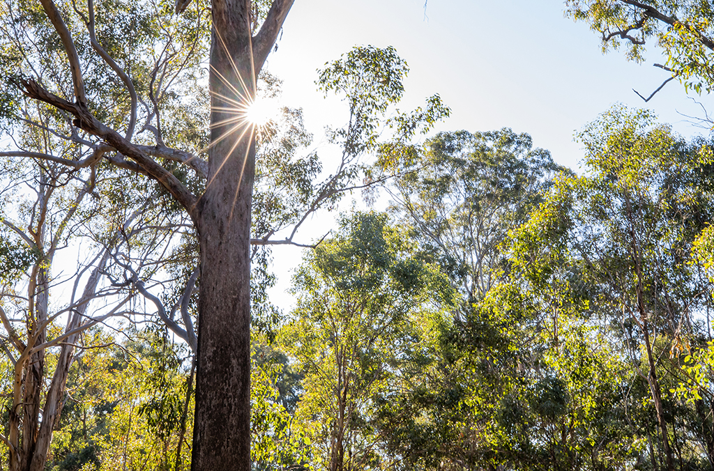 Paper daisy field at Australian Botanic Garden Mount Annan