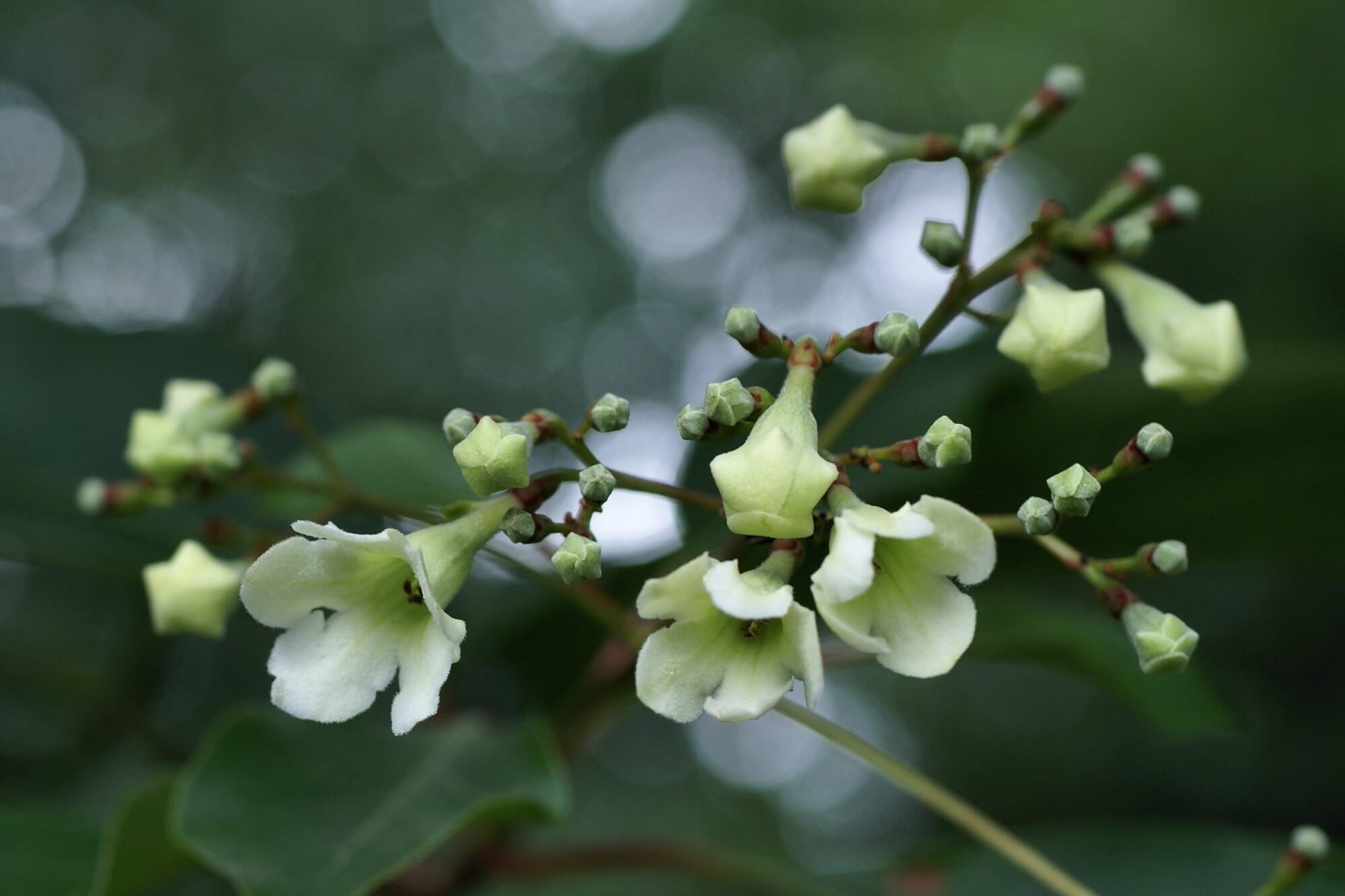 Emmenopterys henryi trees