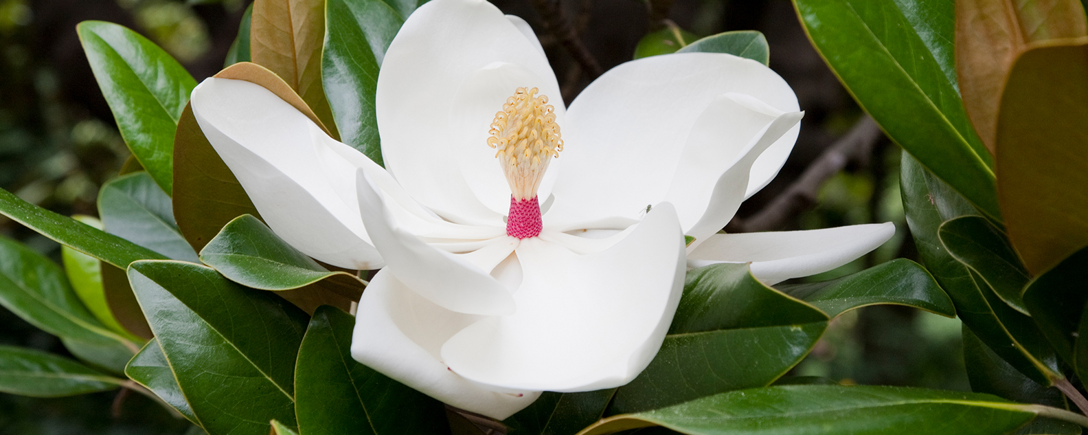 Magnolia grandiflora flower