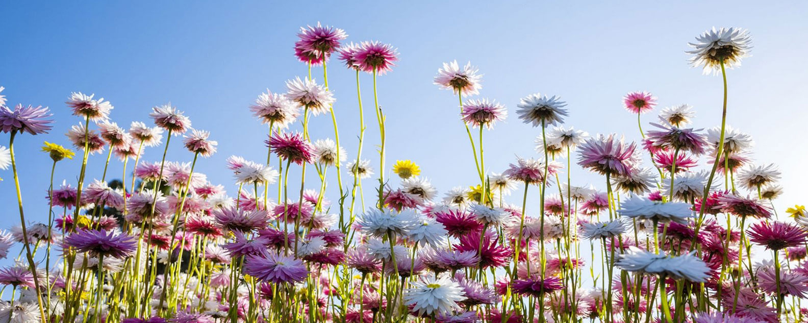 Pink, white and yellow paper daisies against a pale blue sky
