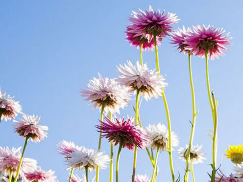 Pink and white paper daisies against a pale blue sky
