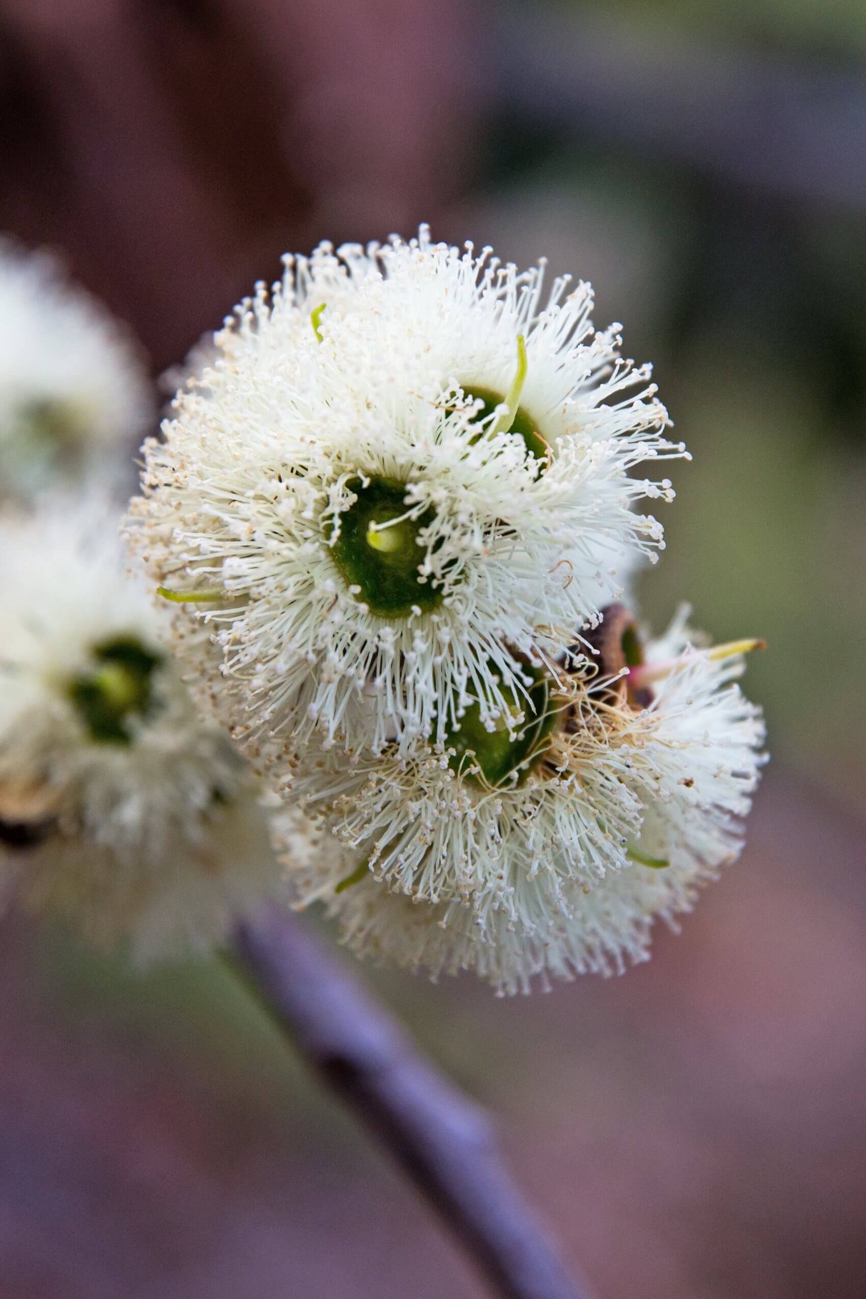 Eucalyptus boliviana