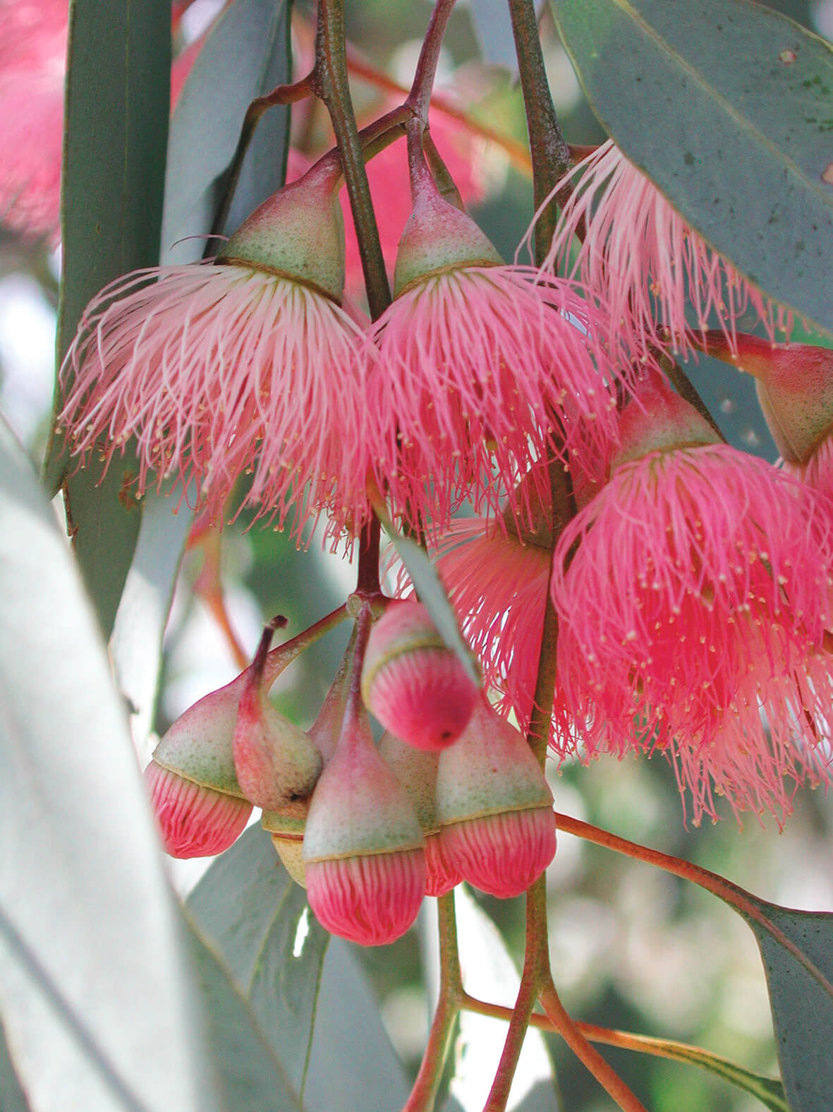 Eucalyptus sideroxylon 