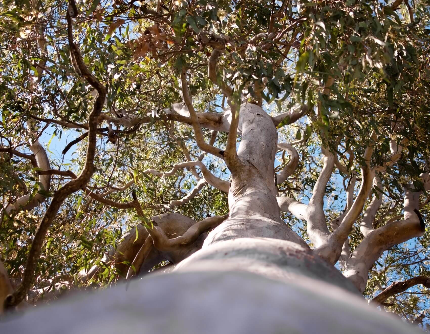 Eucalyptus tree