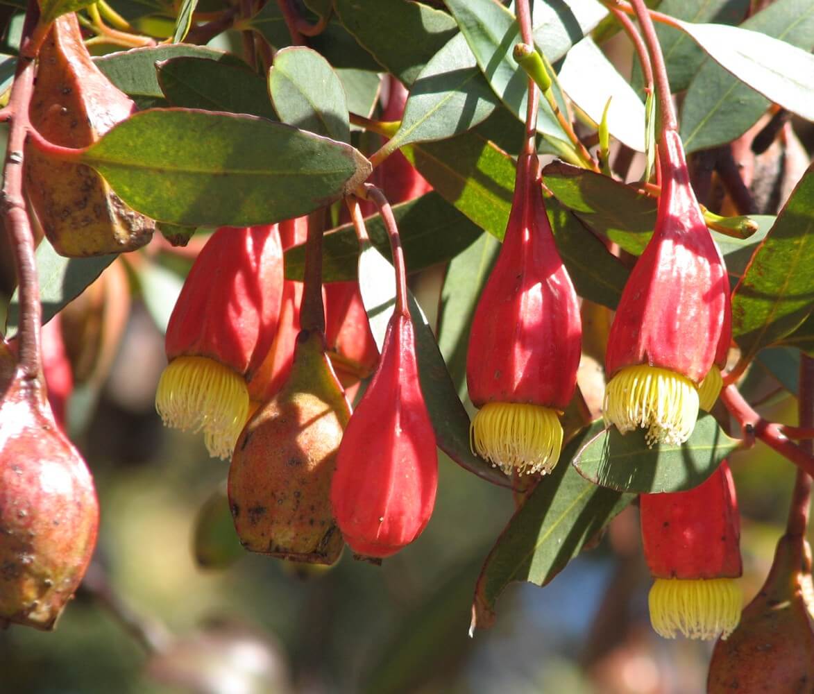 Eucalyptus forrestiana