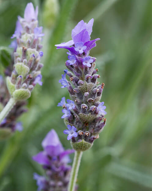 Close up of Lavender flower