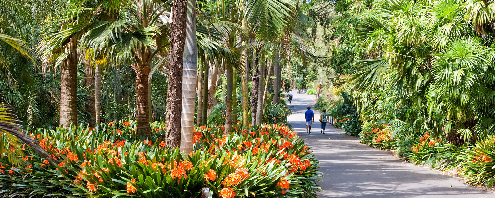 Pathway leads through the Palm Grove