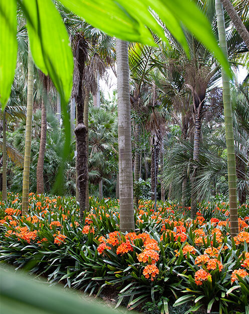 Palm Grove seen through palm fronds