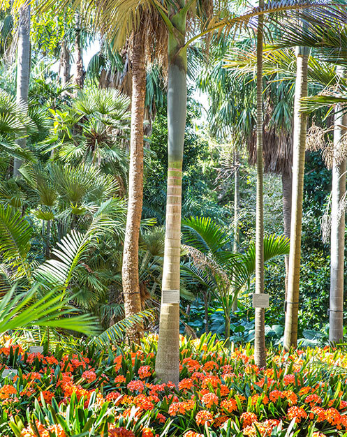 Dappled sunlight shines on the Palm Grove