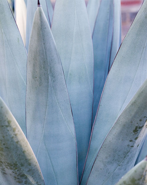Close up of silver-green plant in the Succulent Garden