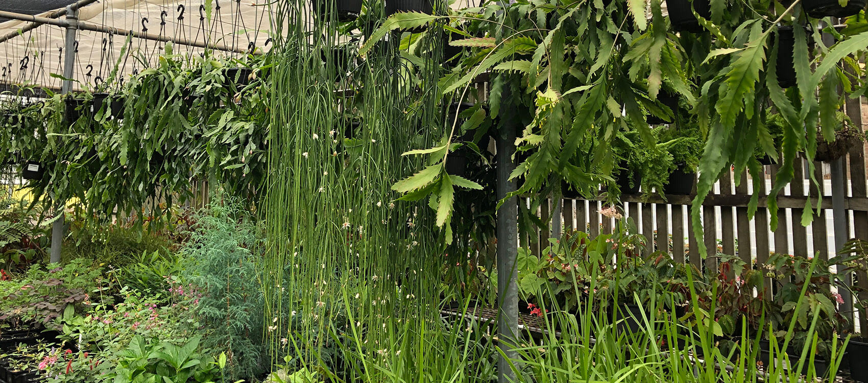 Rhipsalis