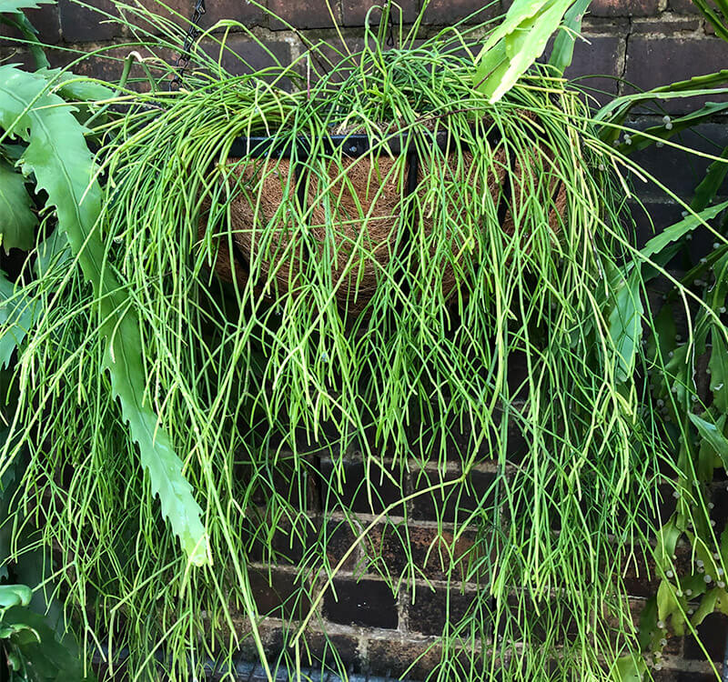 Rhipsalis catenulata