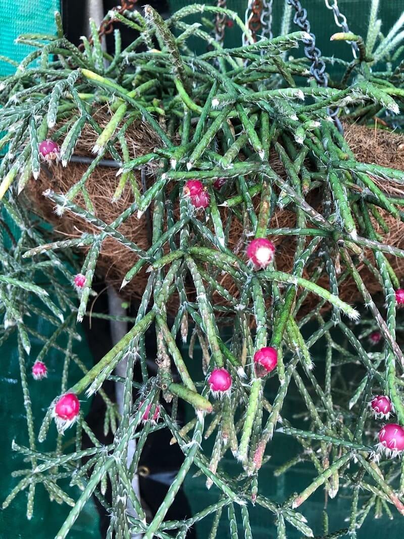 Rhipsalis clavata