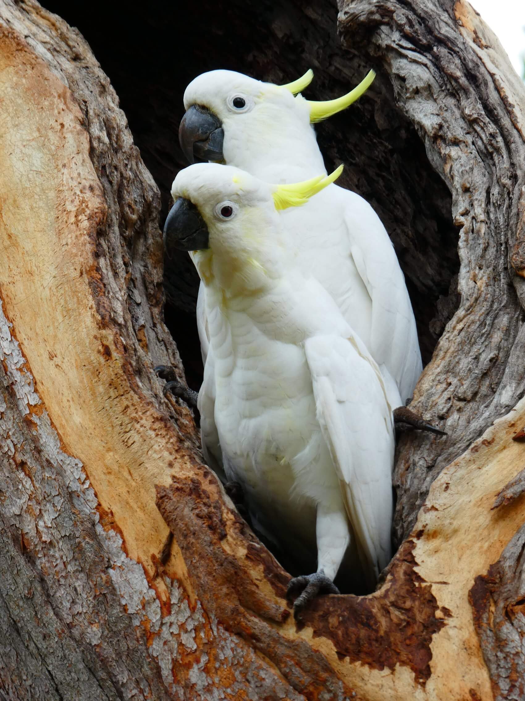 Cockatoo