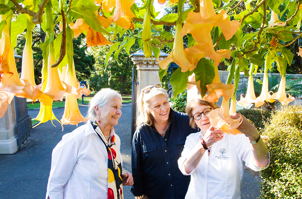 Guide shows two people plant with orange flowers, Angel Trumpets