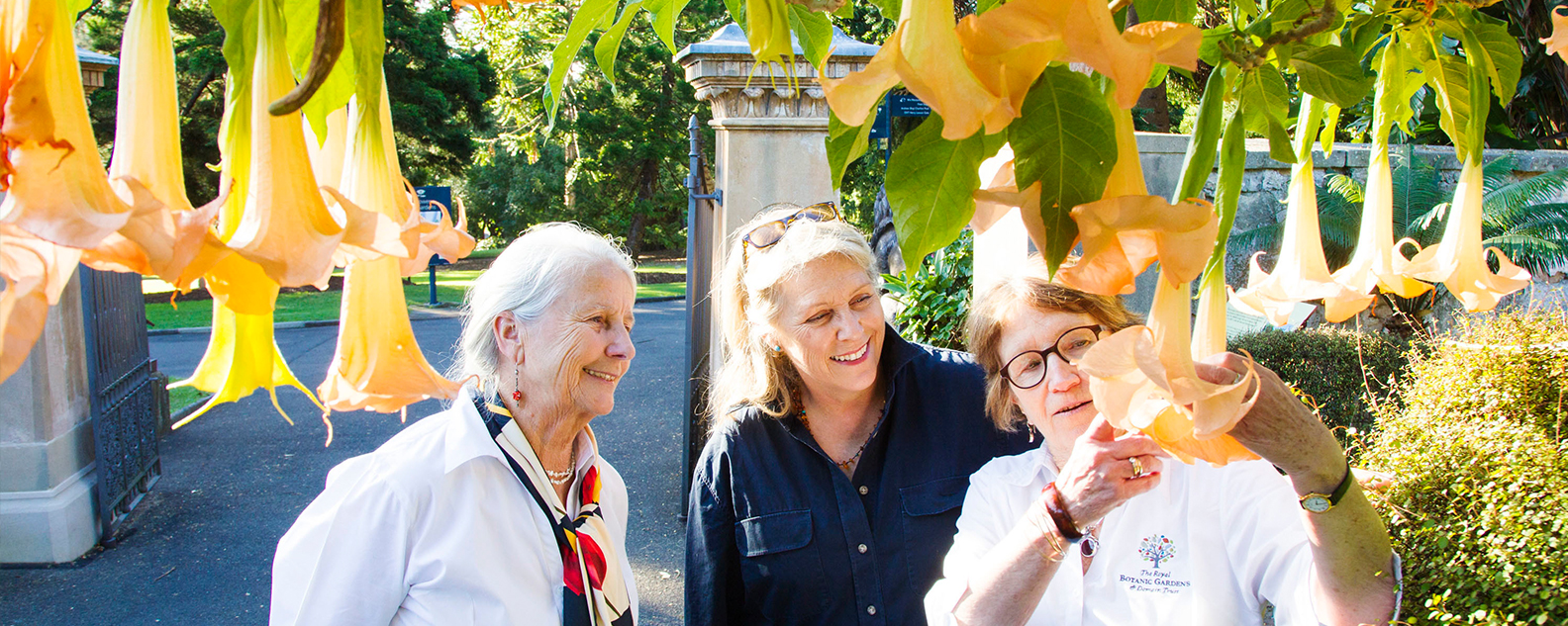 Guide shows two people plant with orange flowers, Angel Trumpets