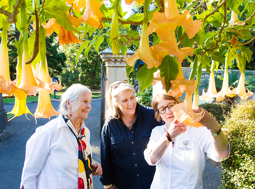 Guide shows two people plant with orange flowers, Angel Trumpets