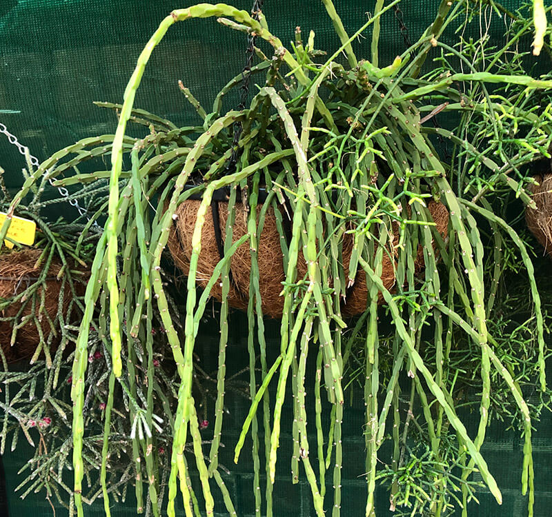 Rhipsalis pilocarpa