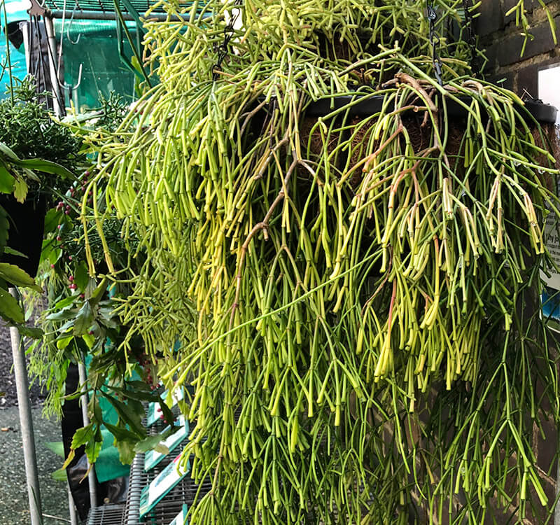 Rhipsalis puniceodiscus