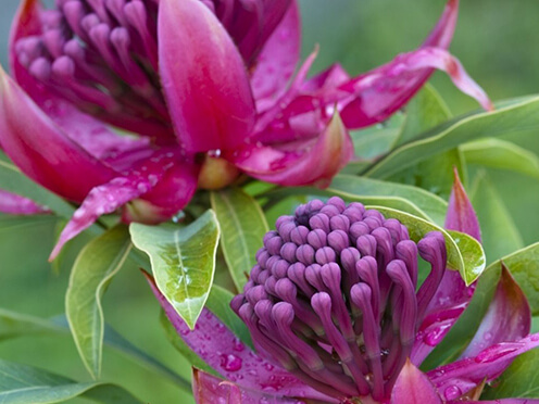 two waratah flowers