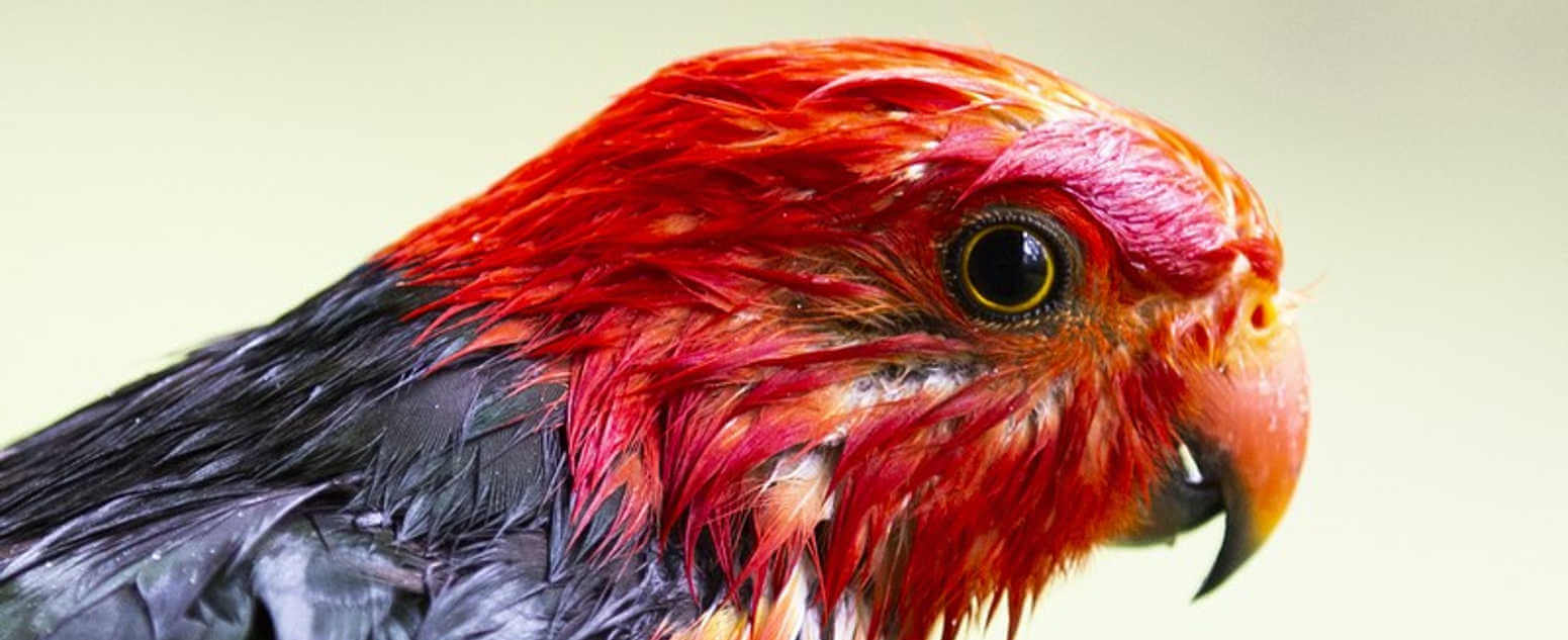 close up red and black bird