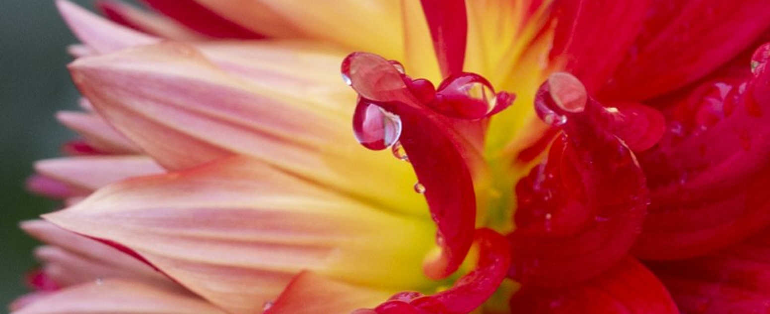Dahlias at the formal garden
